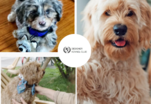 Local Guide to a Designer Dog Breeds Registry Directory